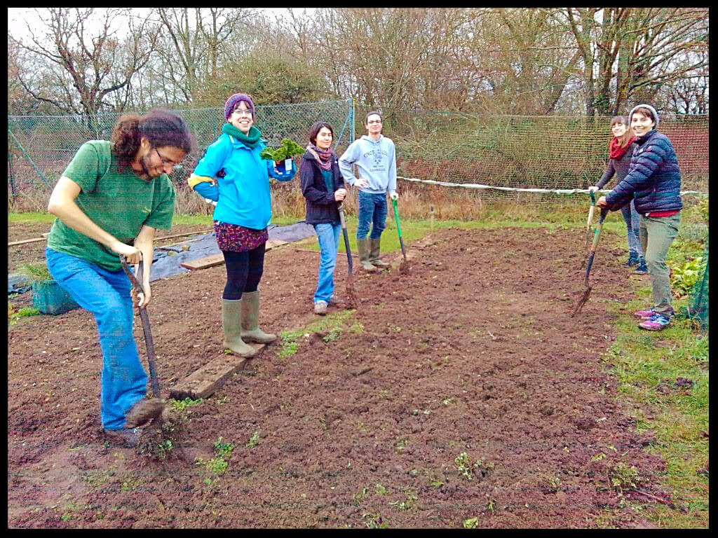 digging green manure jan 2017