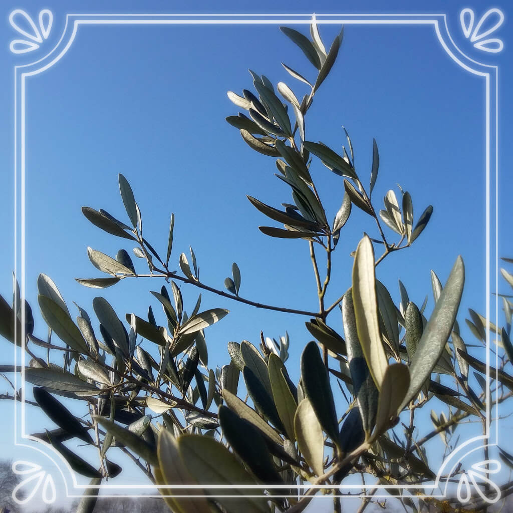 olive tree blue sky